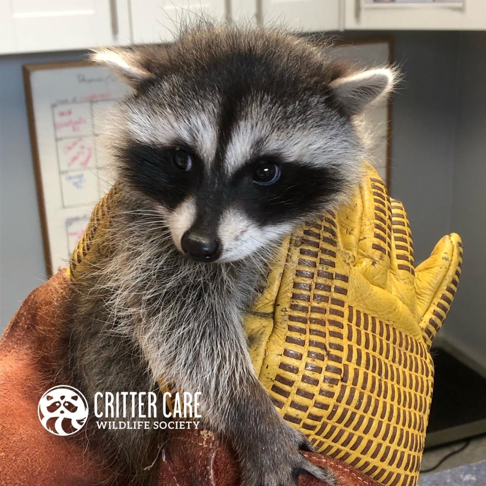 The group rehabilitates and releases roughly 2,000 animals a year
