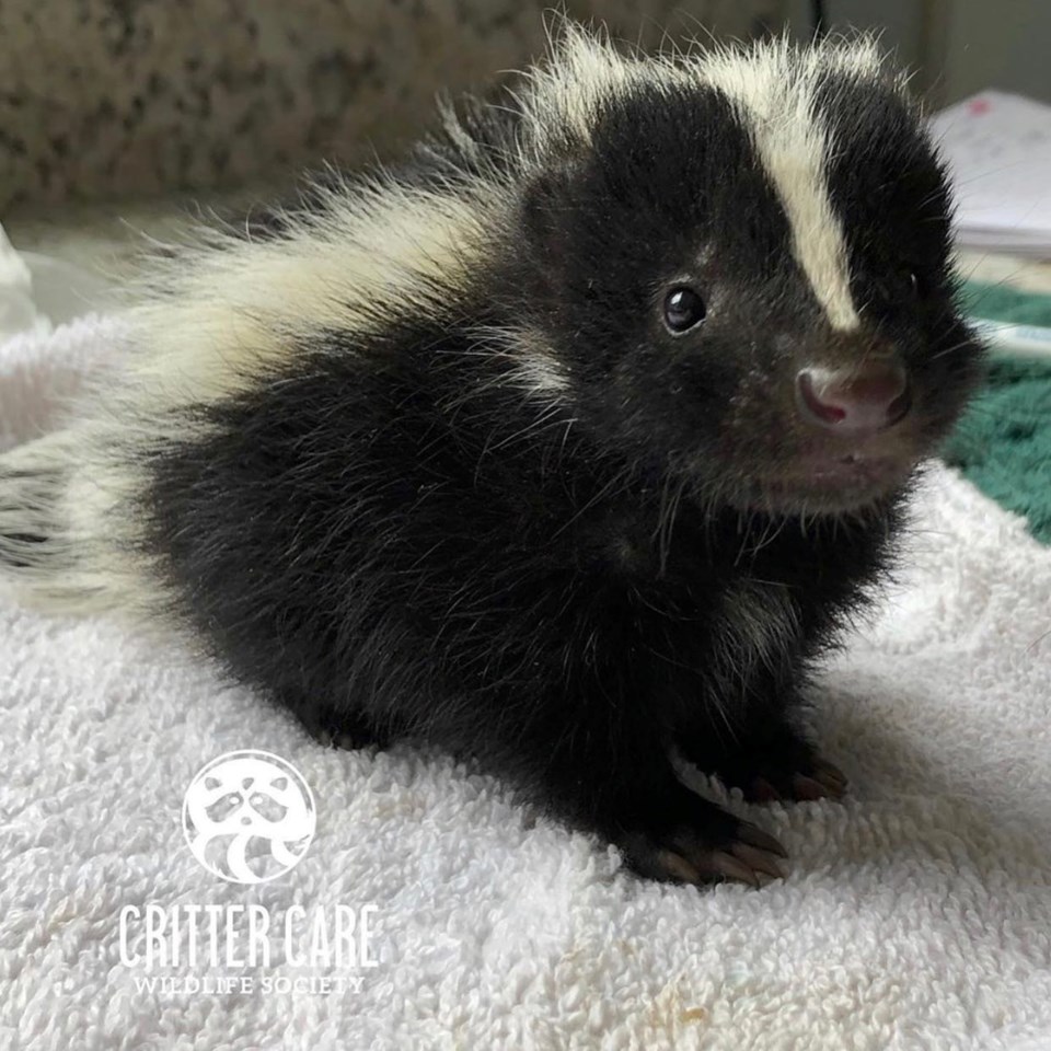 Even baby skunks are among the animals brought in to the wildlife rehabilitation centre