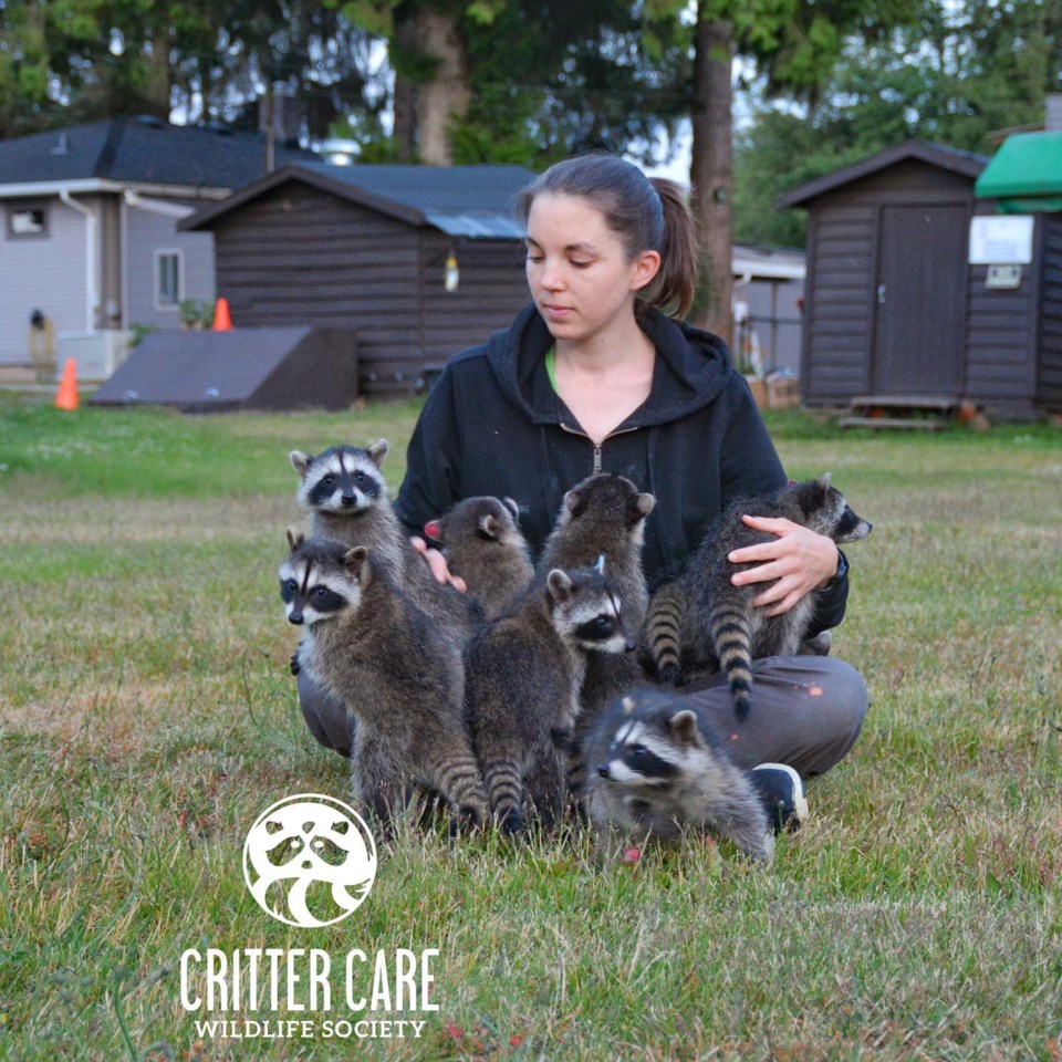 A family of racoons at Critter Care Wildlife Rehabilitation Centre.