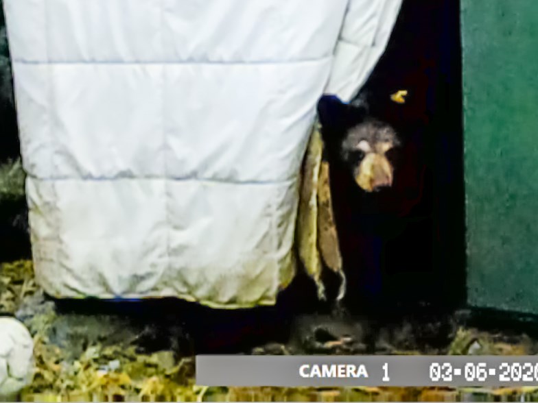A black bear cub rescued from an Anmore porch is recovering well at a rehabilitation centre in Langley. Staff say it took days to capture this image as they try to have minimal contact with the shy but feisty bear, now known as Rocky.