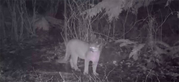 Image of a cougar captured from surveillance video