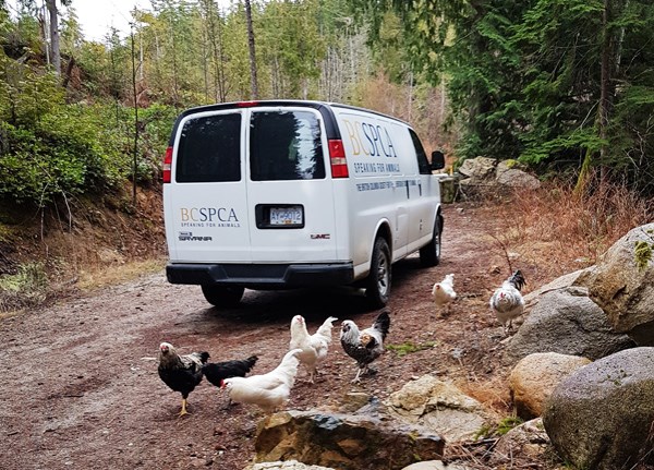 Chickens