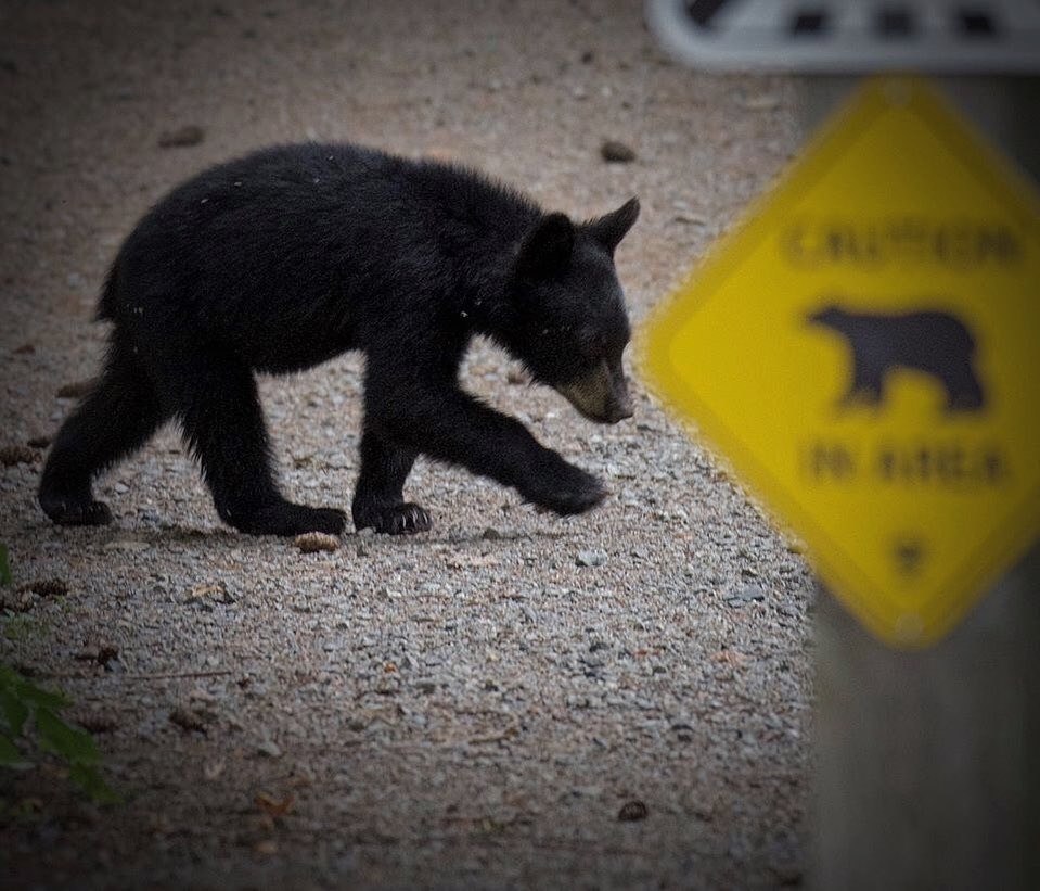 A local wildlife photographer captures a black bear cub at an undisclosed location in the Tri-Cities