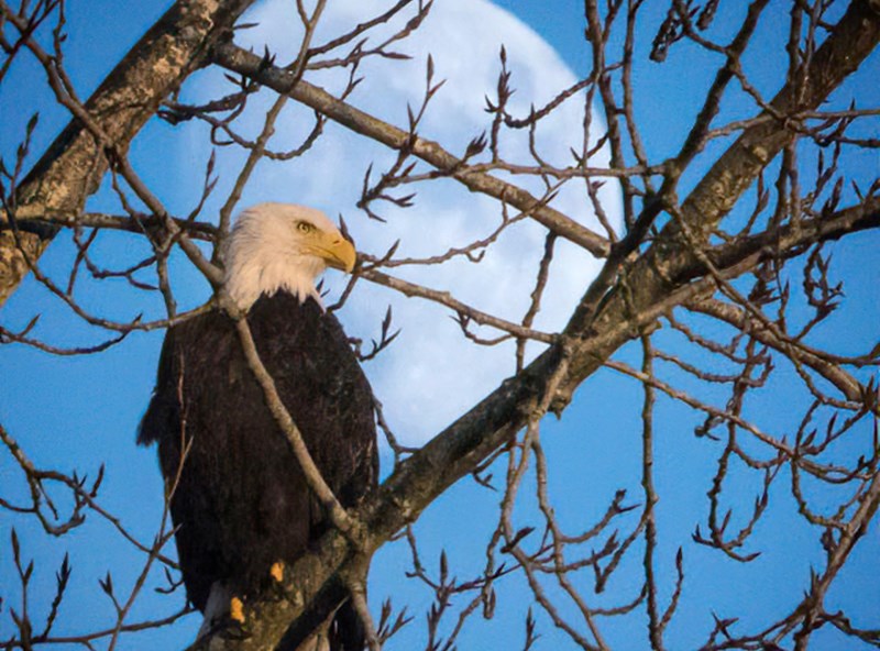 Greg Tjosvold photo eagle moon Lafarge Lake, Town Centre Park Coquitlam