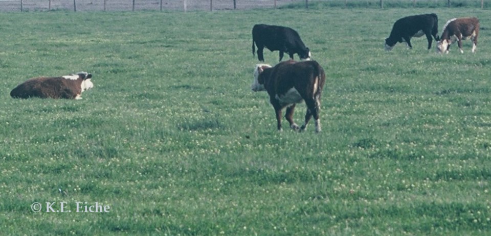 cows at YVR