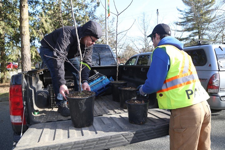 New Westminster tree sale trees