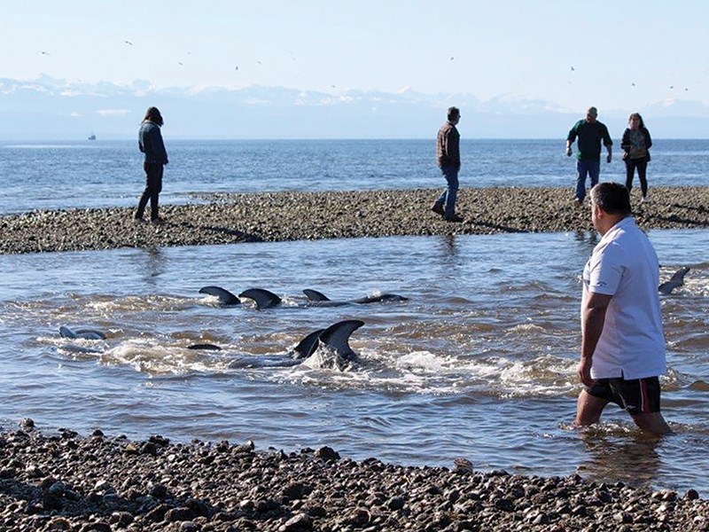 dolphins