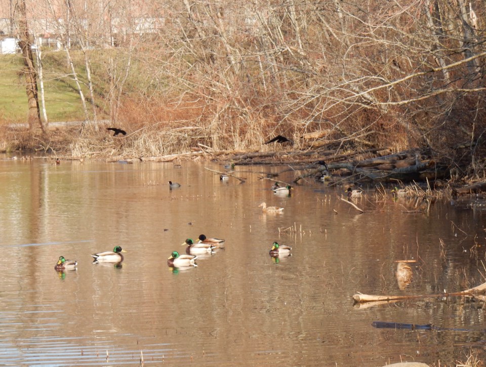 Ducks at Lafarge Lake