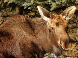 Morris-the-Moose.26_3232020.jpg