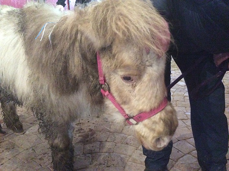 A miniature horse matted with mud is seen in an undated handout photo from the B.C. SPCA. The B.C. SPCA seized 36 miniature horses from a property in the B.C. Interior on March 3.