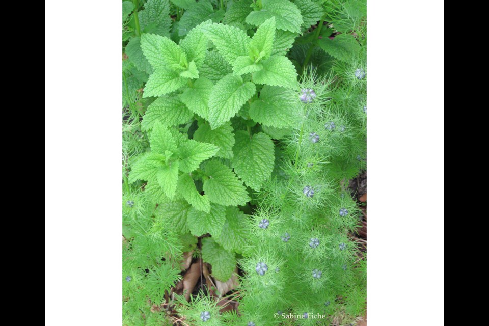 Lemon Balm and Love-in-a-Mist. Photo: © Sabine Eiche