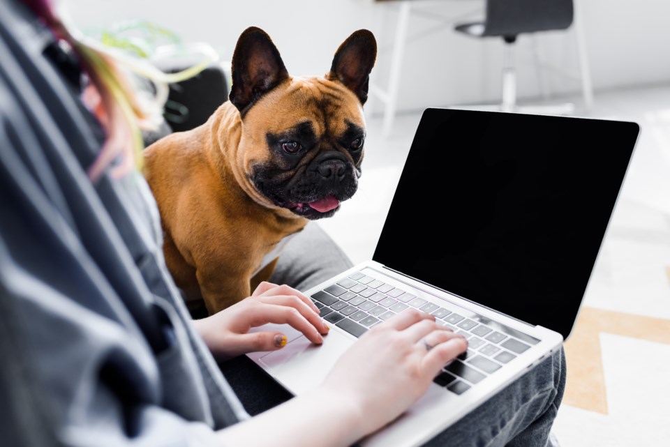 dog and computer