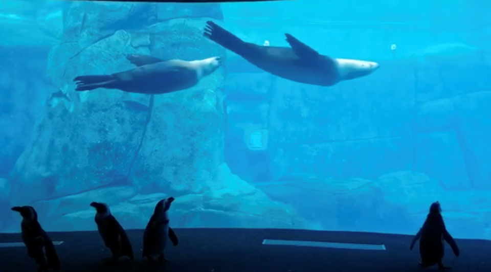 Penguins get a glimpse from the other side of the glass at the Vancouver Aquarium
