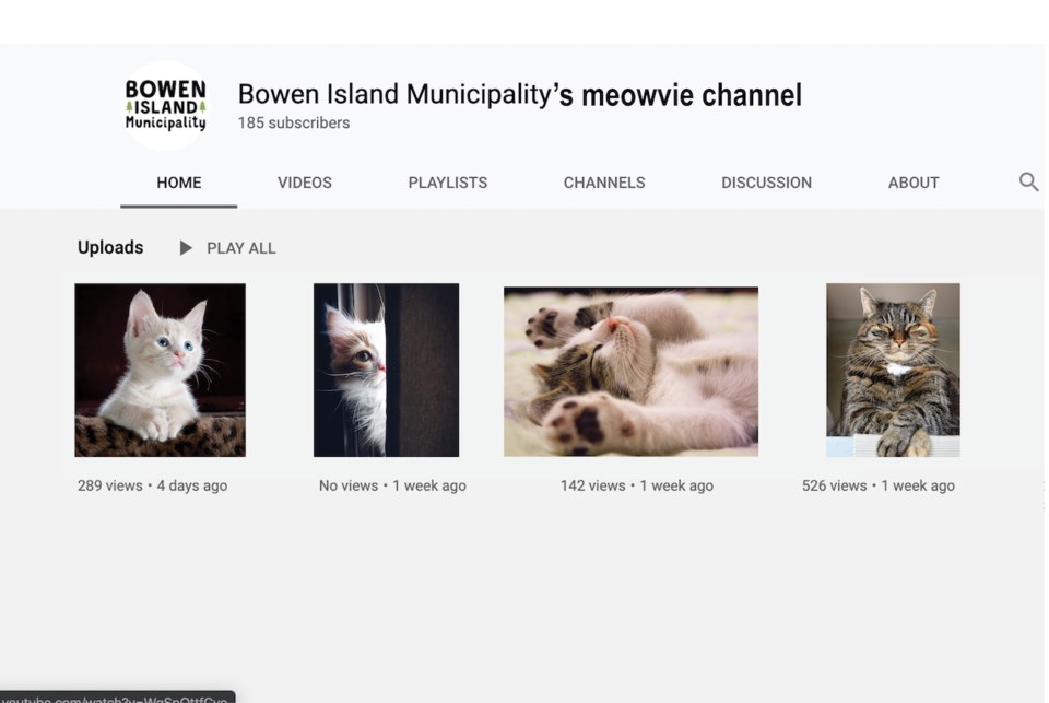Screen capture of kittens on a YouTube channel
