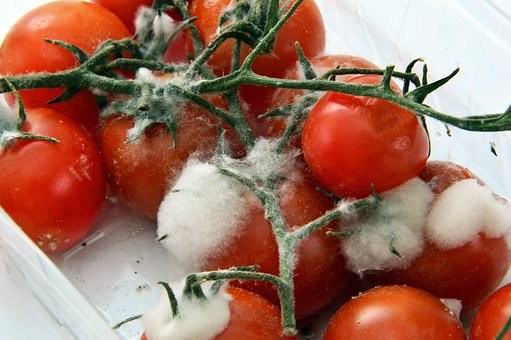 tomato