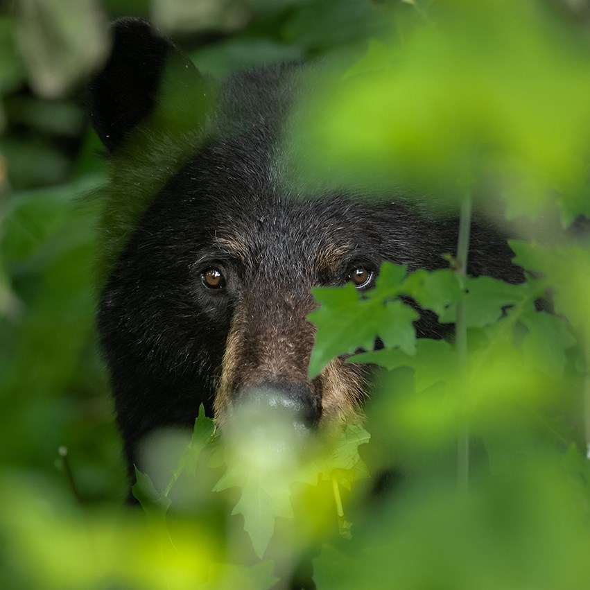 Squamish bear.