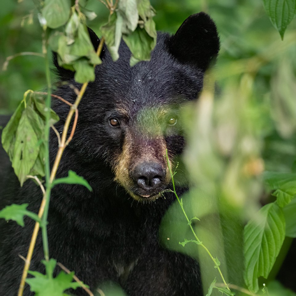 Squamish bear