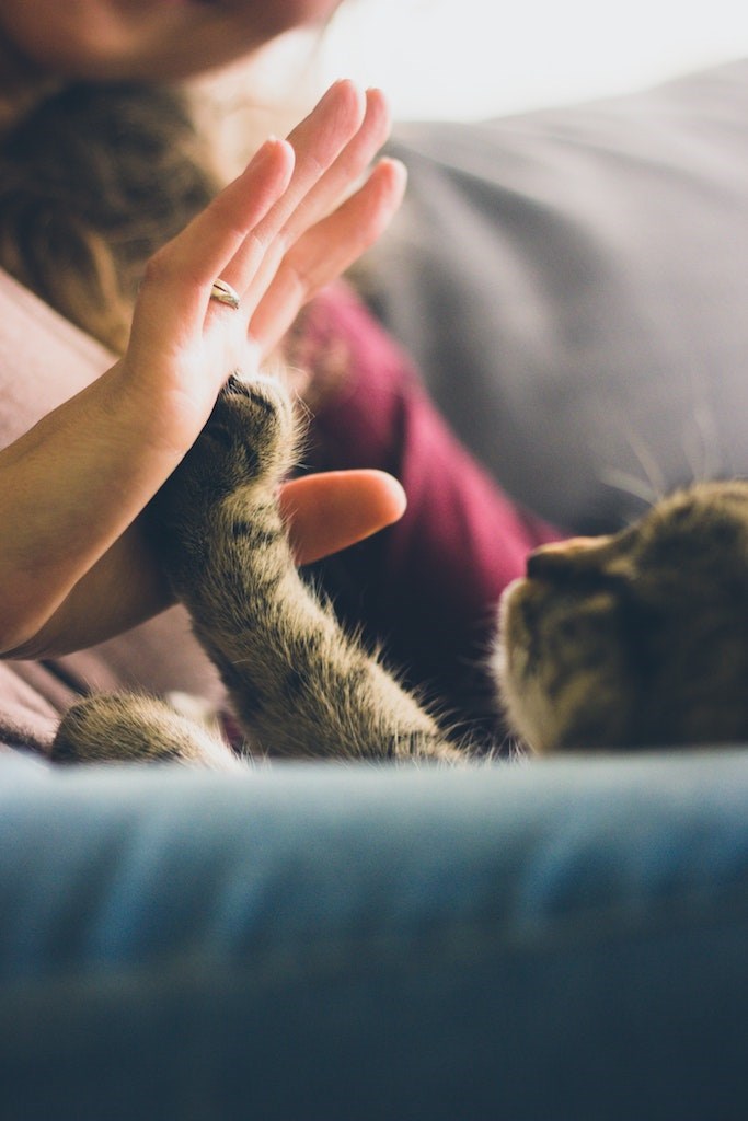 Cat paw reaching for woman.