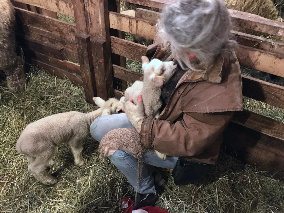 Rosie holding a lamb with a lamb beside her in a barn