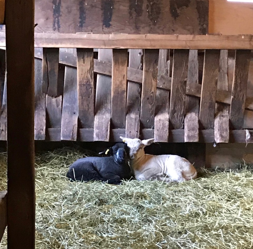 Two lambs in a barn
