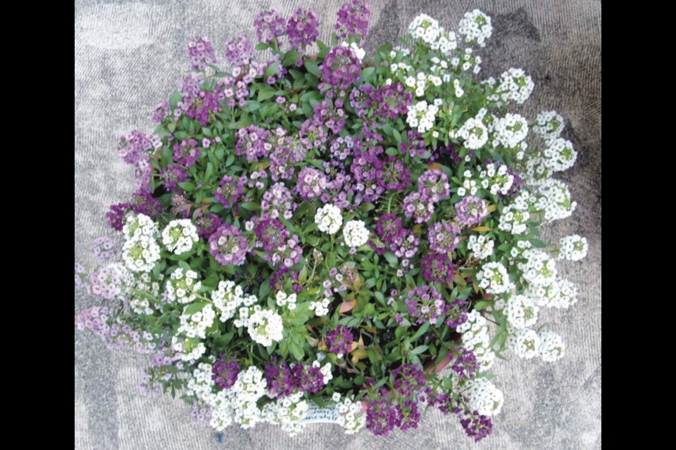 Sweet alyssum is perfect for planting here and there in a garden. In warmth and sunshine the blooms release a powerful honey-like fragrance, and the flowers attract and nourish beneficial insects. Alyssum self-sows freely.