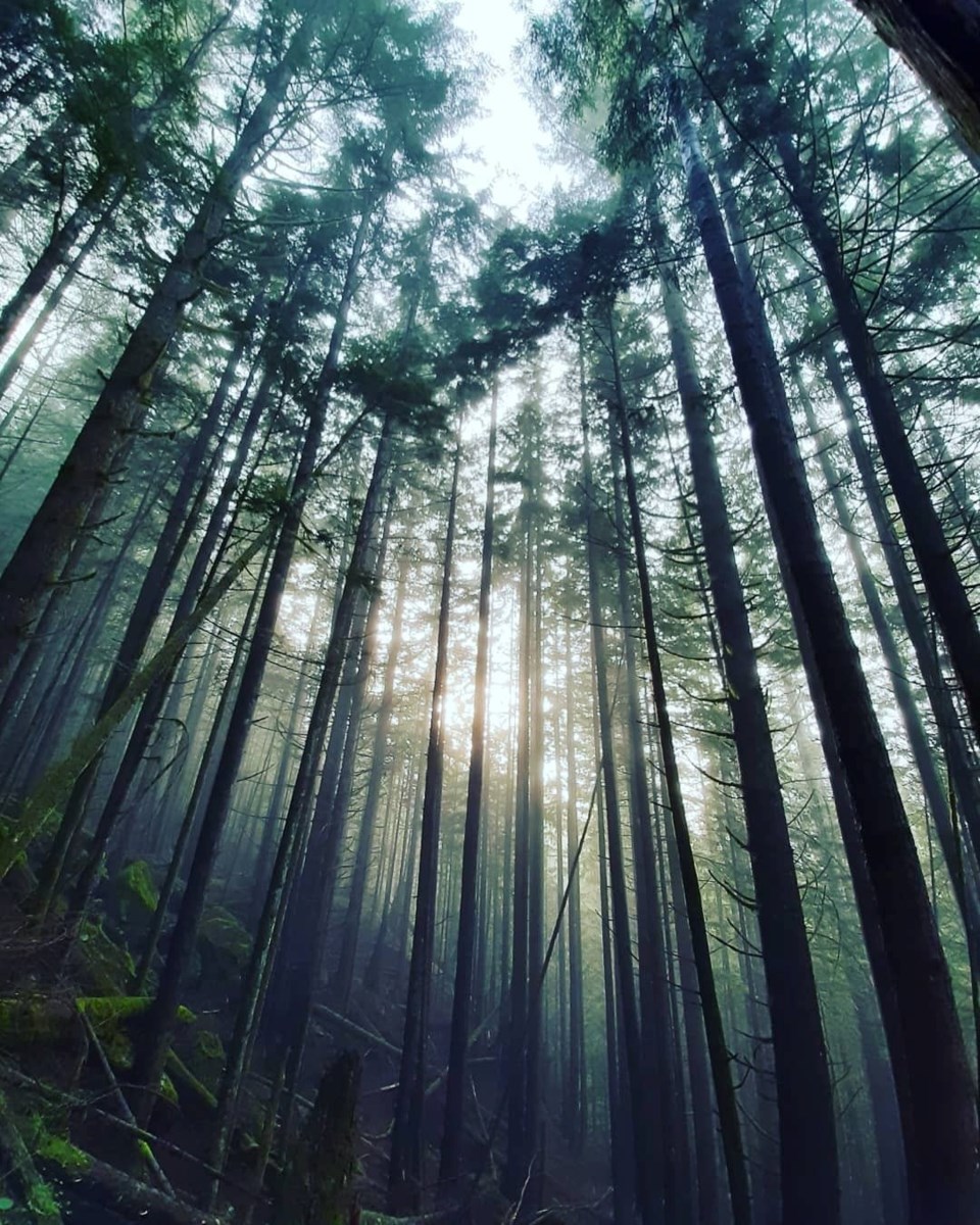 Forest near Sawblade Falls in Pinecone Burke Provincial Park.⁠