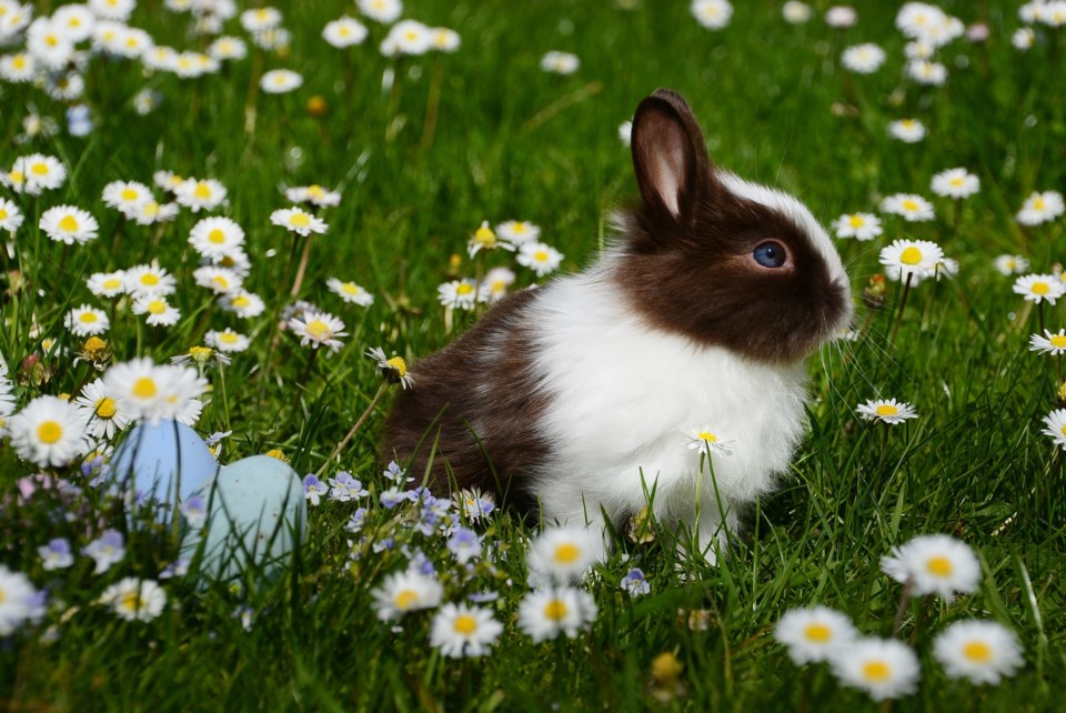 Easter bunny pexels.com
