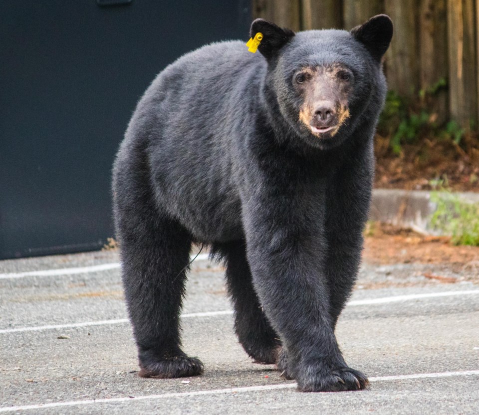 black bear