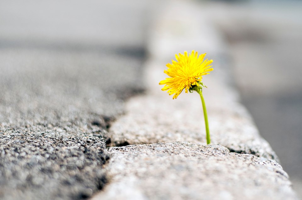 flower in concrete