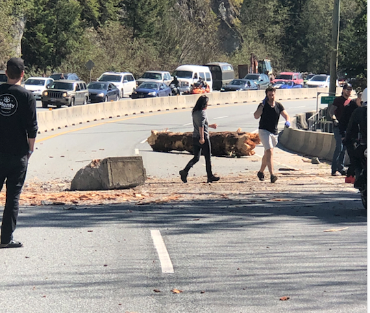 tree fall