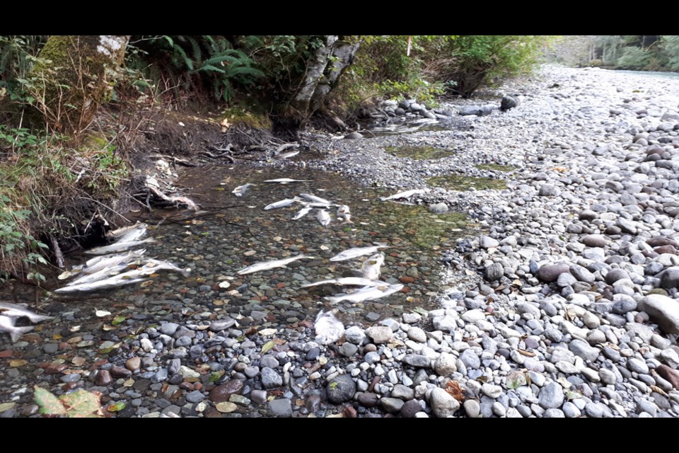 Fish stranded in Sept. 20 BC Hydro ramping event.