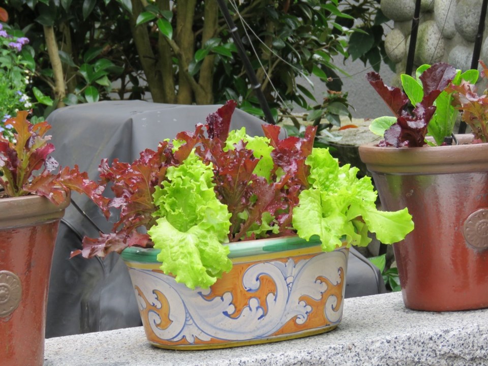 Lettuce in container