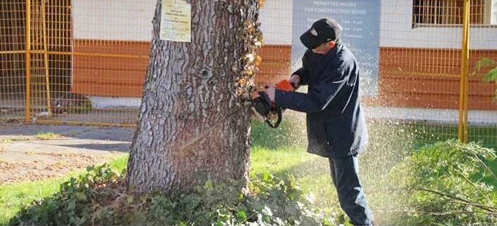 A man was seen cutting down two trees at 10571 Aintree Cres. April 10 and April 14, despite a stop work order. Submitted photo by Bent Ostergaard