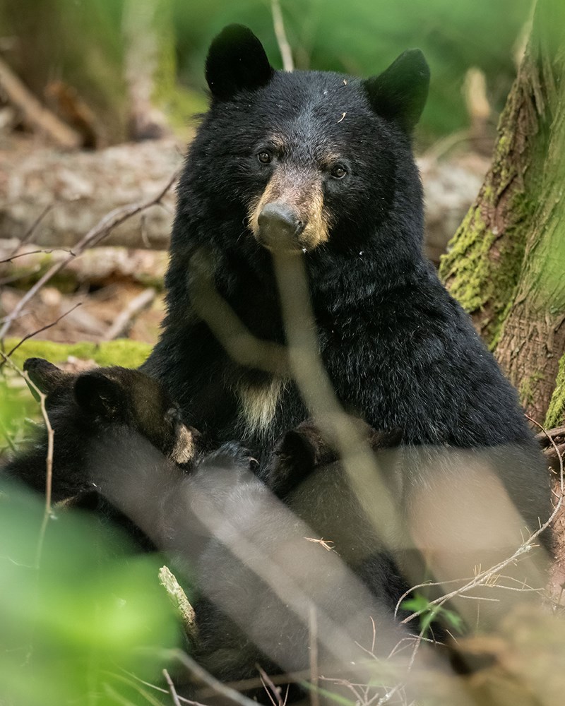 bear and cubs