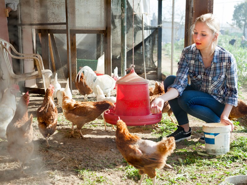 Powell River chickens