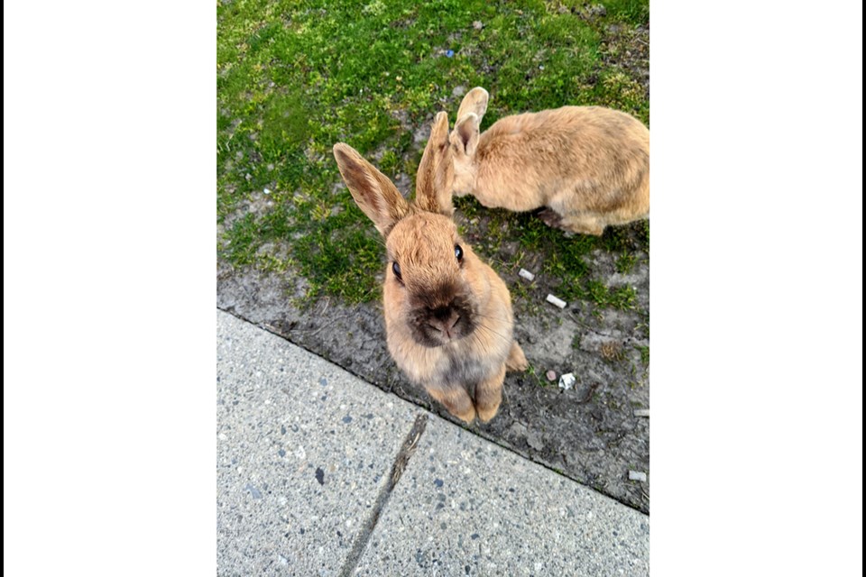 One of several bunnies at YVR. Photo submitted