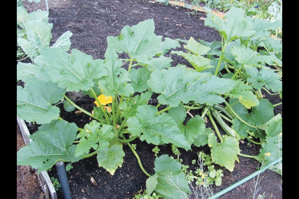Zucchini will grow and produce well in a container that is large enough. Read labels carefully when buying transplants and look for the word "compact."
