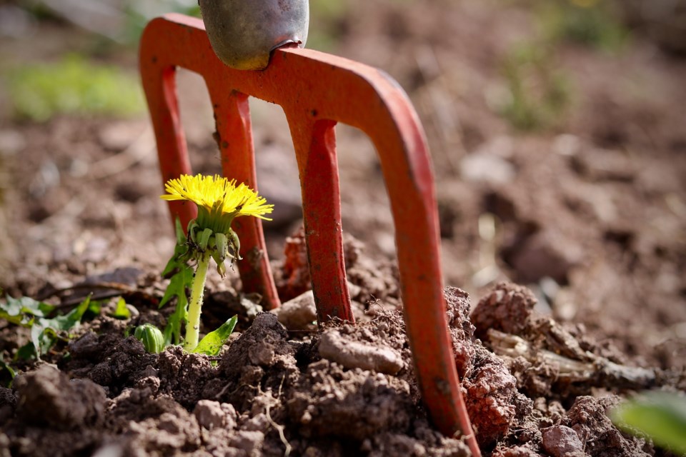 Flower with a rake head overtop