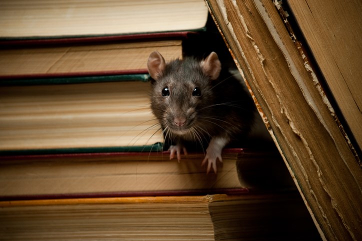 With restaurants dialling back their business or closed all together, rats could be looking for food closer to your Tri-Cities home