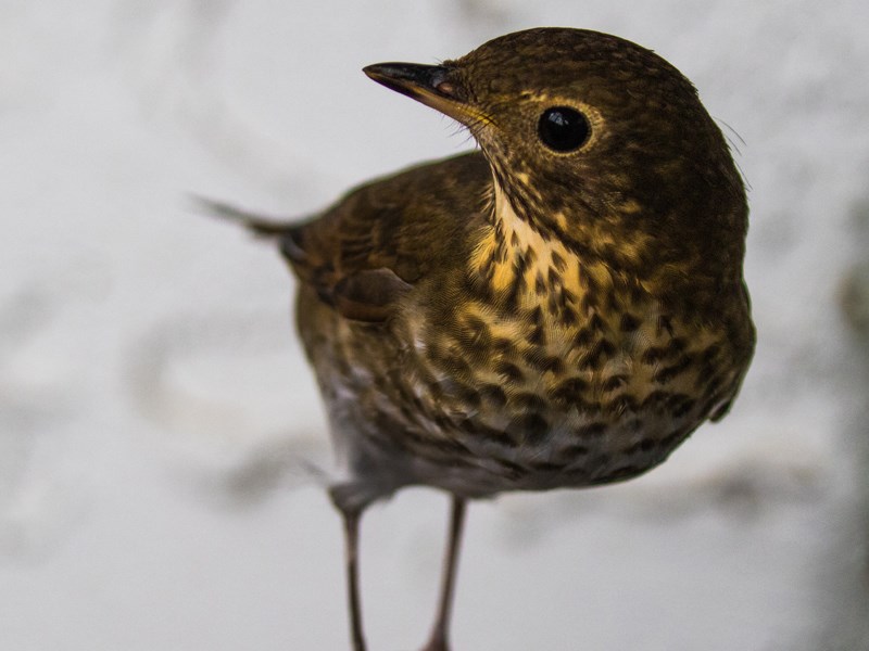 Powell River Orphaned Wildlife Society