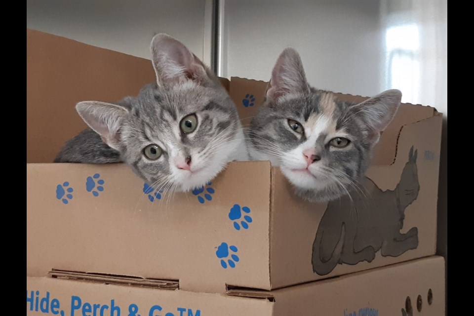 Delaney and Delilah were adopted March 29 at the end of a week in which adoptions began to surge.