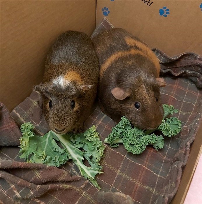 Cheddar and Cheese, two recently adopted critters from the Tri-Cities branch of the BC SPCA