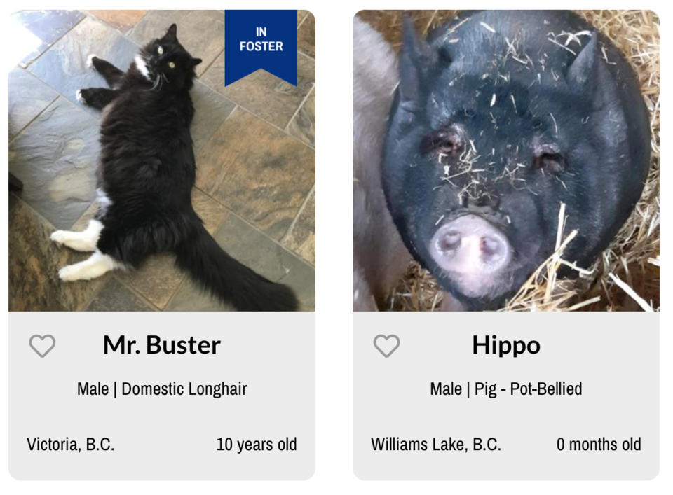 Animal profiles are posted to BC SPCA website where prospective owners can browse for the next membe