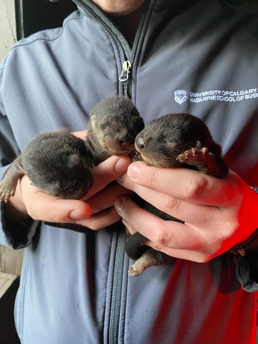 Otter pups 2 web.jpg