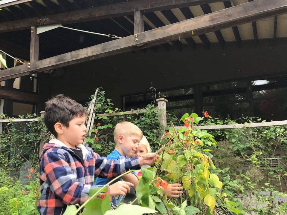 Three kids picking beans in a garden