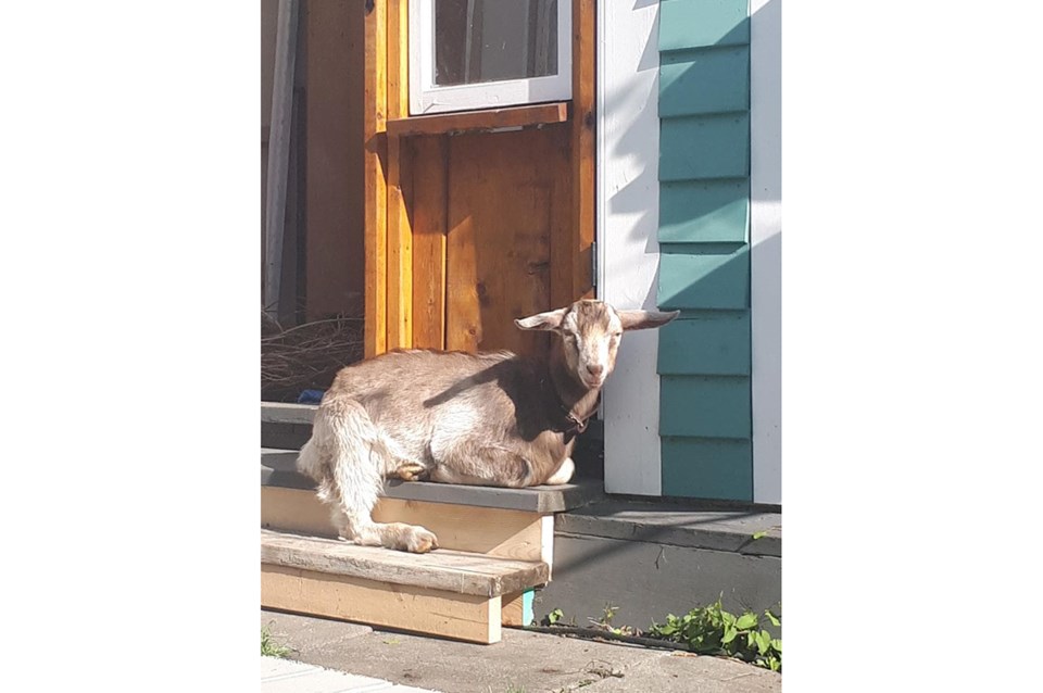 lost goat