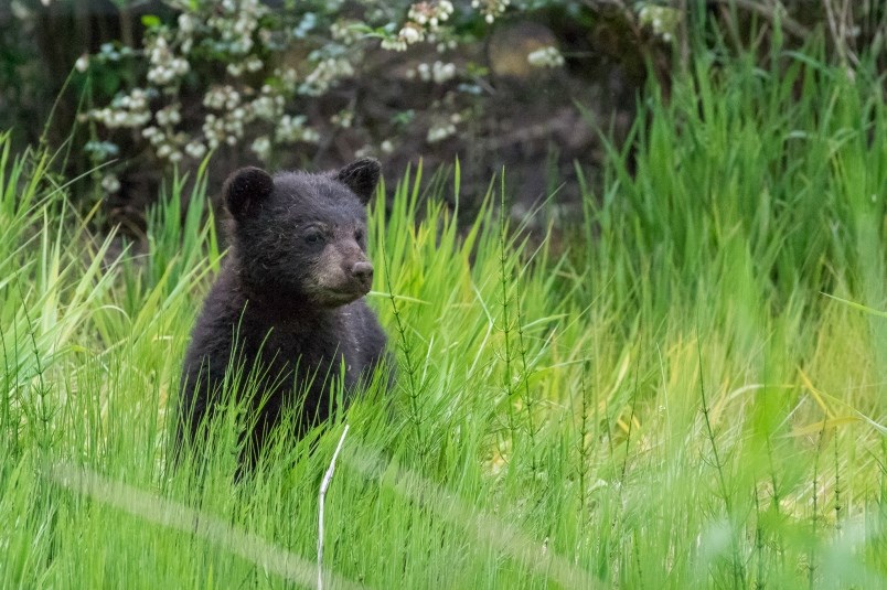 Young Bear Cub