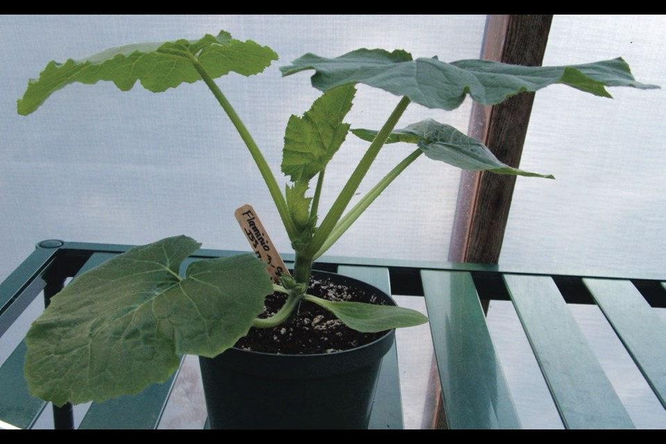 A sturdy zucchini plant is ready for transplanting.