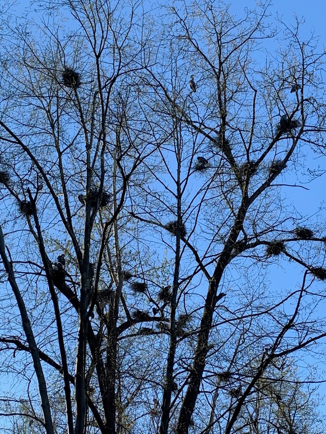 burnaby road project herons rookery