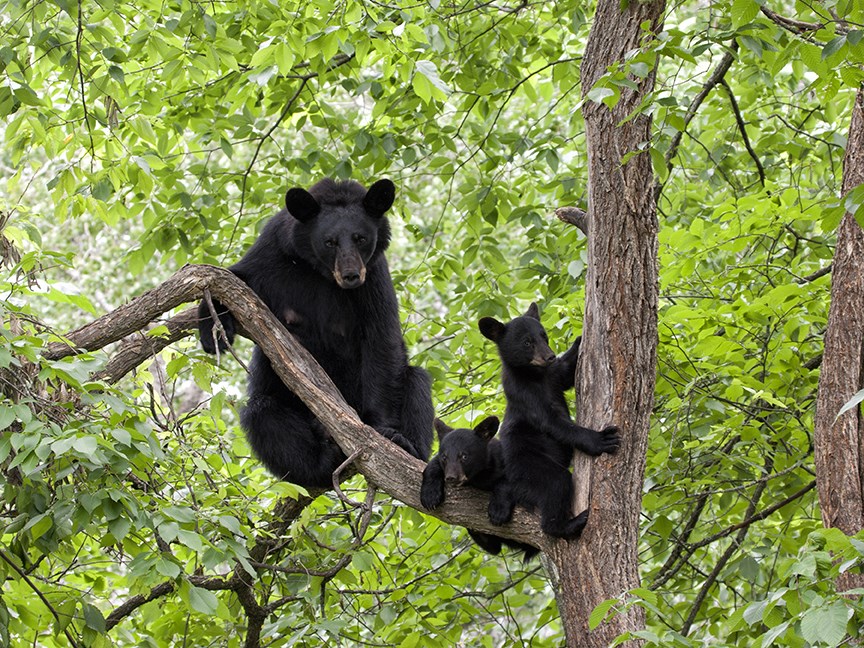 bears